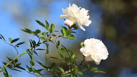 White Roses with Natural Background Stock Footage 71540344