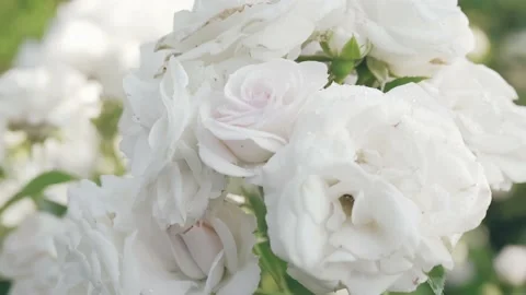 White roses in a park Stock Footage 196825545