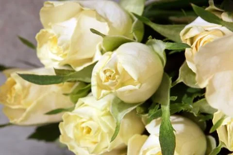 White roses Stock Photos