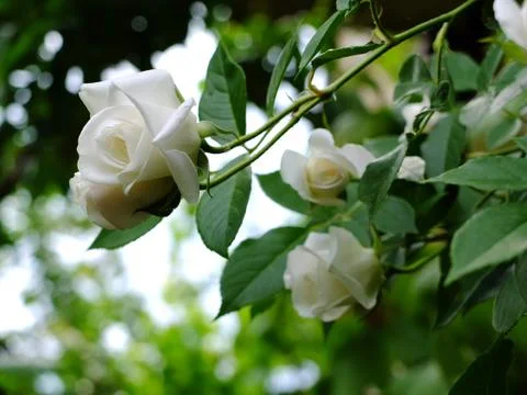 White roses Stock Photos
