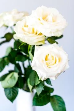 White roses Foto stock