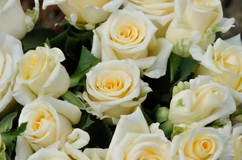 White roses Stock Photos