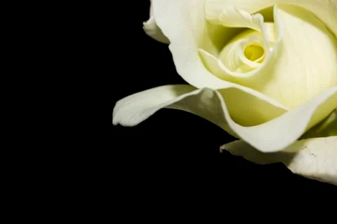 White roses Stock Photos