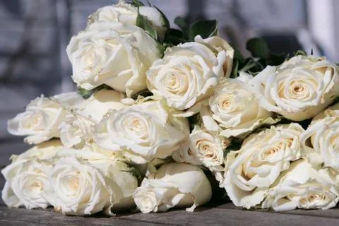 White roses Stock Photos