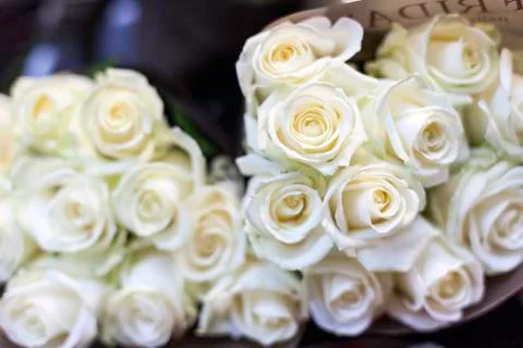 White roses Foto stock
