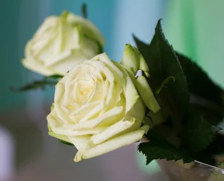 White roses Stock Photos