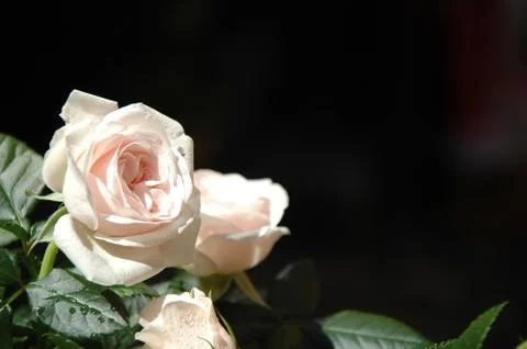 White roses Stock Photos