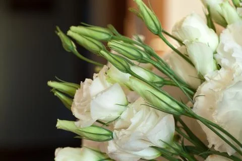White roses Stock Photos