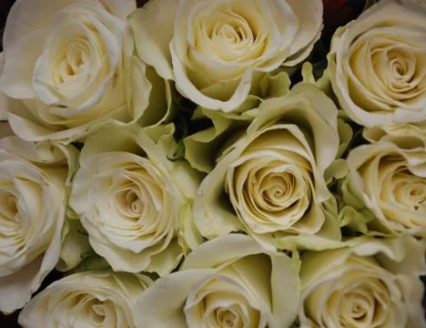White Roses Stock Photos