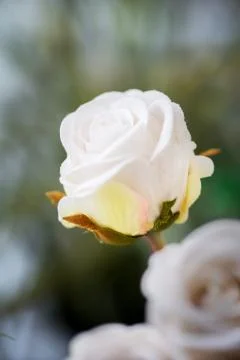 White roses Stock Photos