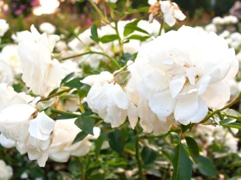 White roses Stock Photos