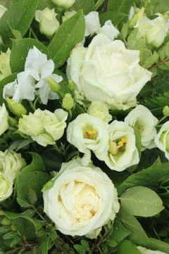 White roses  Stock-Fotos