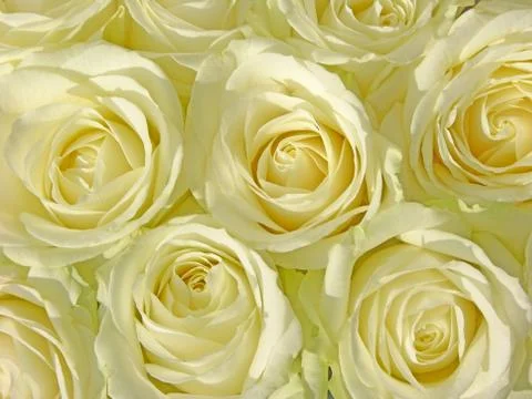White roses Stock Photos