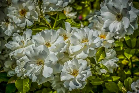 White Roses Stock Photos