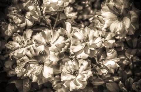 White roses Stock Photos