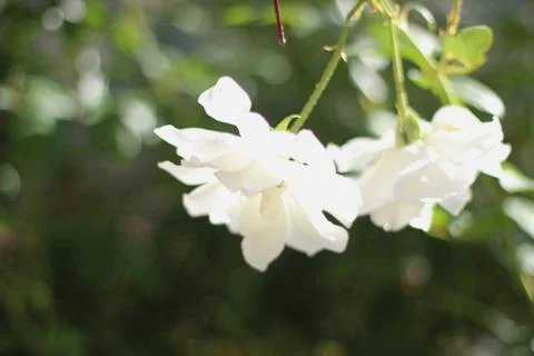 White Roses Stock Photos