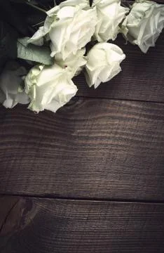 White roses Stock Photos