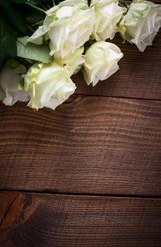 White roses Stock Photos