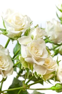 White roses Stock Photos