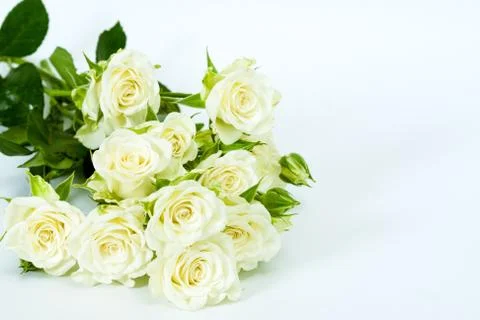 White roses Stock Photos
