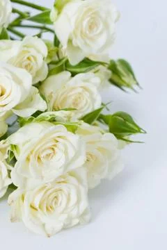 White roses Stock Photos