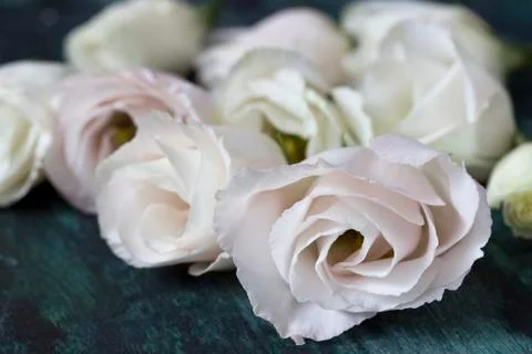 White roses Stock Photos