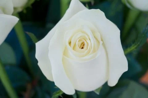 White roses Foto stock