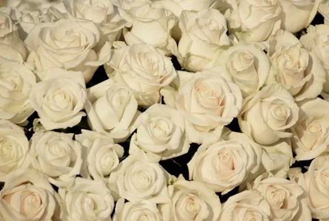 White Roses Stock Photos
