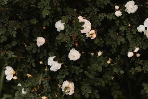White roses Stock Photos