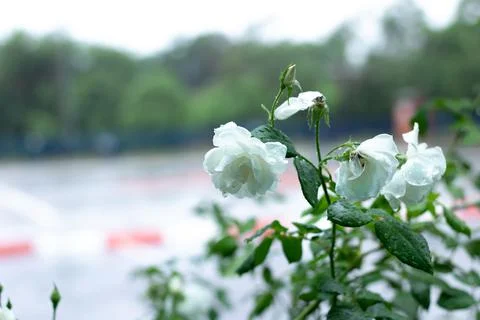 White roses Foto stock
