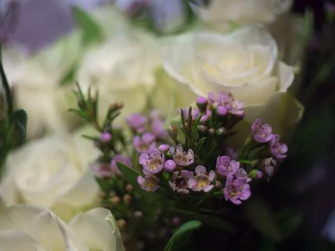 White roses Stock Photos