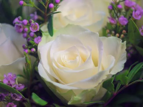 White roses Stock Photos
