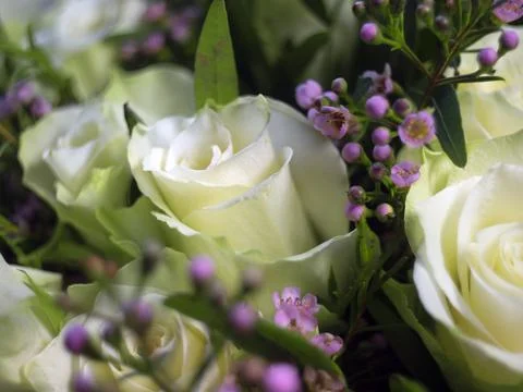 White roses Stock Photos