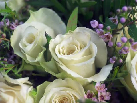 White roses Stock Photos