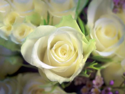 White roses Stock Photos
