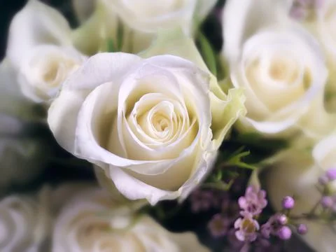 White roses Foto stock