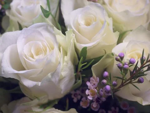 White roses Stock Photos