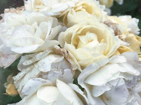 White roses Stock Photos