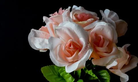 White roses Stock Photos