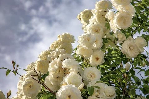 White Roses Stock Photos