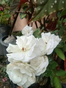 White roses Stock Photos