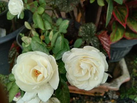 White roses Stock Photos