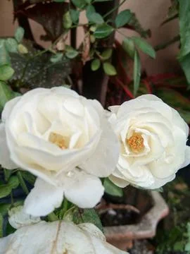 White roses Stock Photos