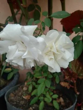 White roses Stock Photos