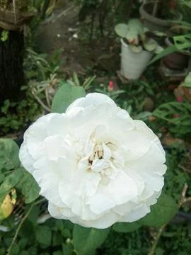 White roses Stock Photos