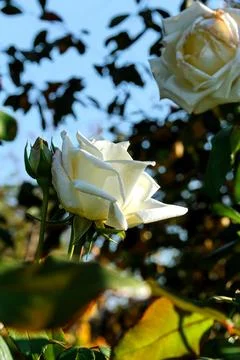 White roses Foto stock