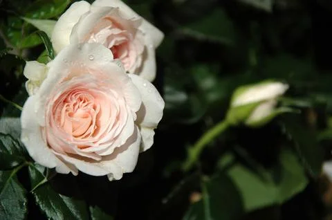White roses Foto stock