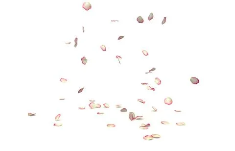 White roses with red borders fly and fall to the floor Stock Illustration