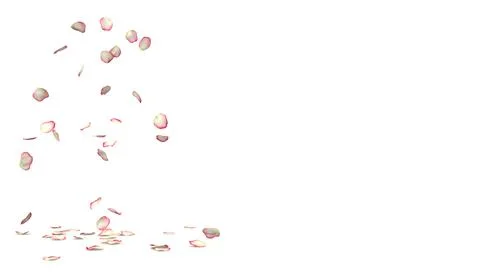 White roses with red borders fly and fall to the floor Stock Illustration