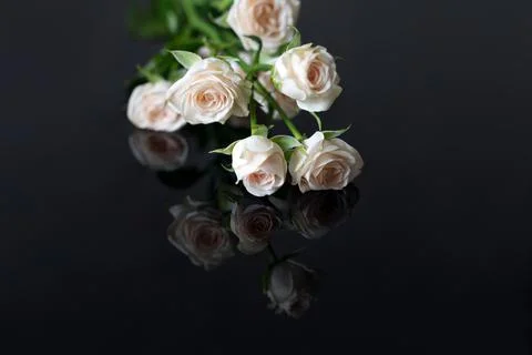 White roses with reflection Stock Photos